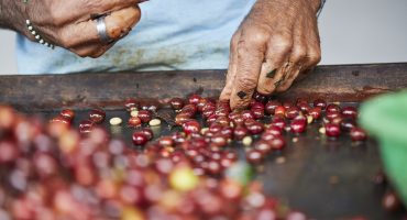 Close-up shot of male hands sorting the harvested coffee fruits before drying